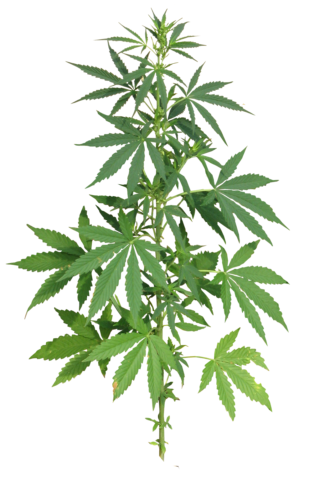 Cannabis